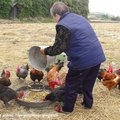 大安鄉的台灣老阿嬤以人道方式餵養雞群