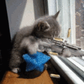 小貓是射擊手