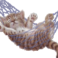 善良的貓睡吊床圖
