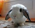 cute bunny (thumb)