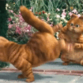 街舞與觀舞的貓