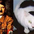 希特勒貓