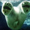 這張圖片實在太可愛了，應該是北極熊寶寶！超愛它！