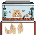 貓與水族箱