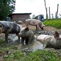 三隻小豬在爛泥巴裡打滾