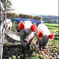 三隻小豬吃爛柿子