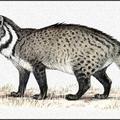 civet cat 大靈貓