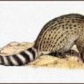 small Indian civet