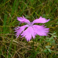 清境草原上的粉紅翅膀
