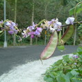 雪豆的小紫花