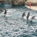 海洋公園的海豚表演