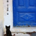 希臘．村上春樹．貓