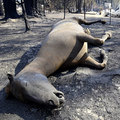 bushfire 森林大火時來不及逃生的馬