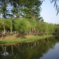 垂楊映水--台南市巴克禮公園