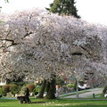 華盛頓大學校園的櫻花