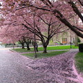 華盛頓大學詩情畫意的櫻花