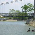 虎月吊橋與黑天鵝