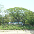 虎頭埤的雨豆樹
