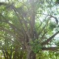 榕樹纏勒椰子樹