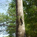 椰子樹幹長出榕樹幼苗
