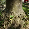 椰子樹幹底部長出榕樹幼苗--麻豆總爺藝文中心