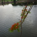 撫水的鳳凰花束--台南市運河水岸