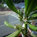草海桐--台南四草代表性植物