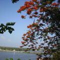 台南四草大眾廟後方燦爛的鳳凰花俯視竹筏港