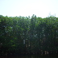 水筆仔--紅樹林之一種