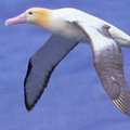 保育鳥類--短尾信天翁