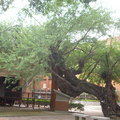 古老的金龜樹--台南市成功大學校園