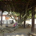 松山城上的古樹