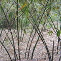 2010.11.03坪頂的竹林--筍子很好吃