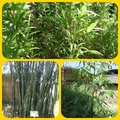 上：日本紅竹、左下：長枝竹、右下：會結果之梨果竹