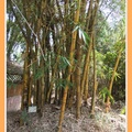 金絲竹--熊貓愛吃的竹子