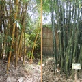 金絲竹和長枝竹