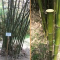 實心的竹子---印度實竹