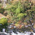 日本東北柿子樹
