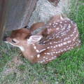 在陽台下發現這隻甫初生的小鹿(06-01-2009)