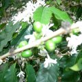 咖啡樹.花.豆 - 5