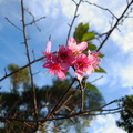 初秋開的櫻花