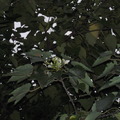 11月的油桐花 - 1