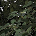 11月的油桐花 - 2