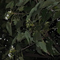 11月的油桐花 - 1
