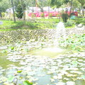 蓮花池