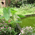 荒蕪多年舊庭院，樓主已逝蓬草長，斯人空守一池水，小花綠葉各自芳！