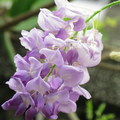 這是什麼花？像紫藤的色澤，實在缺乏常識，您若認得她的芳名，請您不吝指教！感謝~~