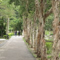 這款樹幹從小在公園裡都見過，只是見而不聞，樹幹總在脫皮顯滄桑之味麼？