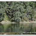 旅遊記事-20060319-Olympic National Park - 19