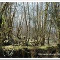 旅遊記事-20060319-Olympic National Park - 25